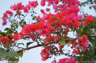 花盆養(yǎng)三角梅的養(yǎng)殖方法和注意事項(xiàng)