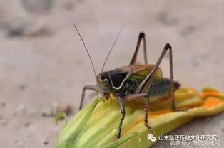 蟈蟈冬季飼養(yǎng)注意事項