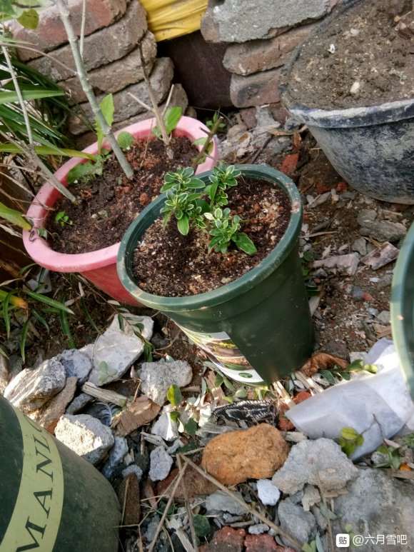 六月雪扦插注意事項