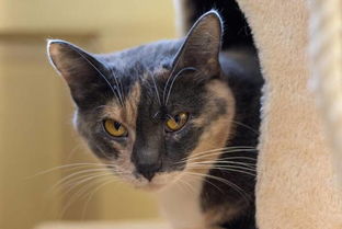 公貓做絕育后注意事項