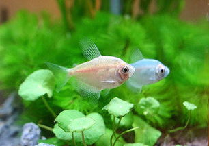 養(yǎng)彩裙魚的注意事項(xiàng),閑魚買東西注意事項(xiàng),閑魚面交注意事項(xiàng)