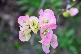 注意事項,三角梅