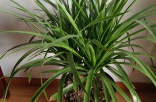 TP的養(yǎng)殖方法和注意事項(xiàng),金錢樹的養(yǎng)殖方法和注意事項(xiàng)耐陰觀葉植物,花的養(yǎng)殖方法和注意事項(xiàng)