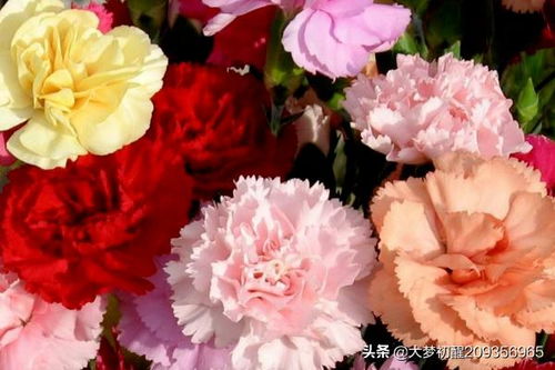 康乃馨,種植,注意事項,方法