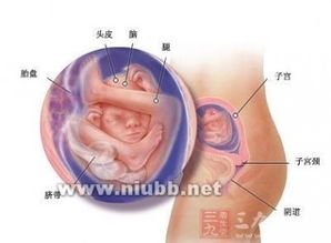 注意事項(xiàng),二胎