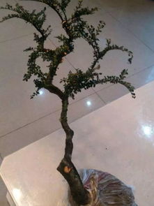 移栽,應(yīng)注意,梅花,秋天