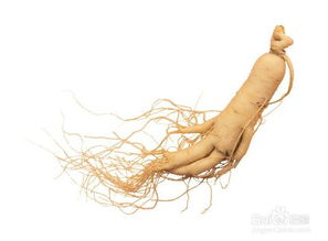 韓國(guó)買人參注意事項(xiàng)