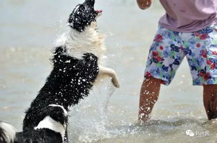 成藏獒領(lǐng)養(yǎng)注意事項