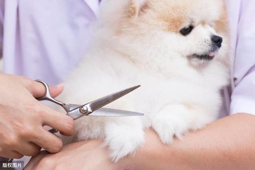 個(gè)月,注意事項(xiàng),博美