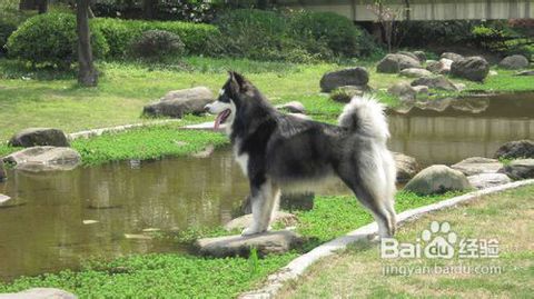 阿拉斯加,美國,注意事項