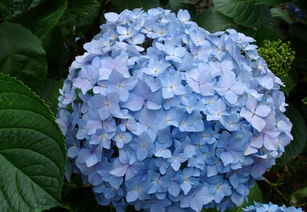 木本繡球移栽注意事項