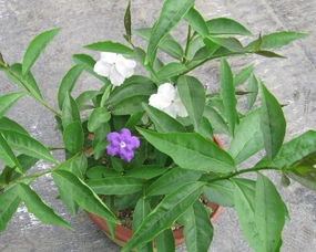 雙色茉莉的栽培方法和注意事項