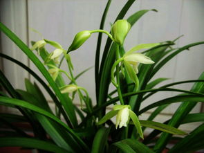 綠葉,養(yǎng)殖,注意事項,方法