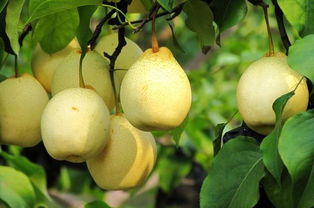 肺癌吃梨注意事項(xiàng),梨的注意事項(xiàng),梨運(yùn)輸注意事項(xiàng)