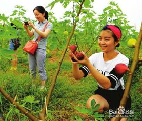 草莓采摘園注意事項,水果采摘園需要注意事項,采摘草莓注意事項