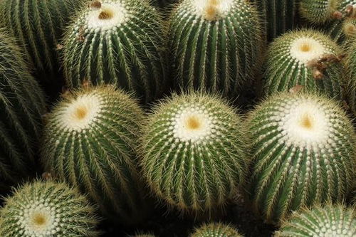 仙人球銀冠的養(yǎng)殖方法和注意事項