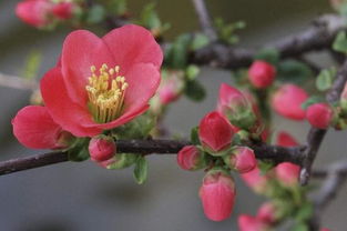 日本海棠移栽注意事項(xiàng),日本海棠養(yǎng)護(hù)注意事項(xiàng),日本海棠的養(yǎng)殖方法和注意事項(xiàng)