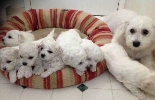 母狗來(lái)例假注意事項(xiàng)