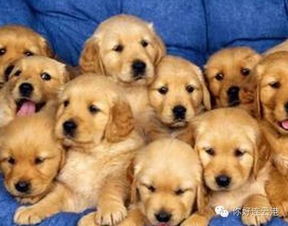 孕婦養(yǎng)狗注意事項,養(yǎng)狗注意事項條例,新手養(yǎng)狗注意事項