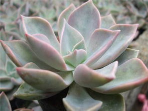 初戀的養(yǎng)殖方法和注意事項