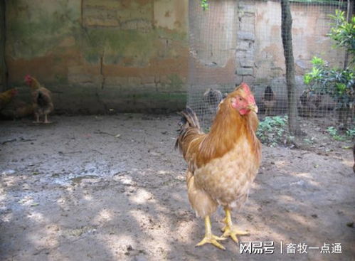 家禽人工授精的注意事項(xiàng),家禽解剖的注意事項(xiàng),家禽疫苗接種注意事項(xiàng)