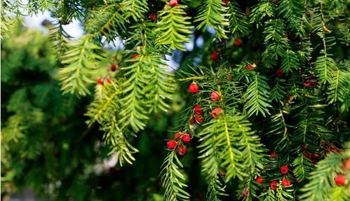 養(yǎng)殖,注意事項(xiàng),方法