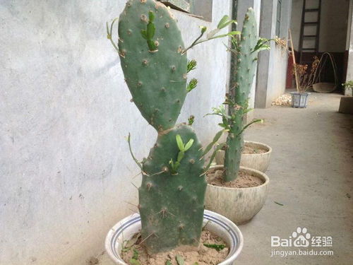 仙人山嫁接方法和注意事項(xiàng)