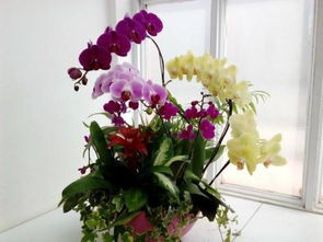 蝴蝶蘭開花期的養(yǎng)殖方法和注意事項(xiàng),蝴蝶蘭開花時(shí)注意事項(xiàng),開花的蝴蝶蘭的養(yǎng)殖方法和注意事項(xiàng)