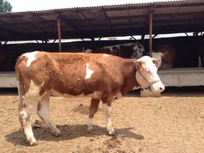 牛犢,注意事項,挑選