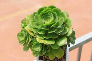 玉龍觀音的養(yǎng)殖方法和注意事項(xiàng)