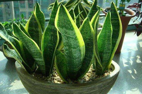 養(yǎng)殖,注意事項(xiàng),方法,有哪些