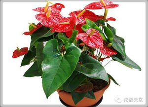 紅掌的養(yǎng)殖方法和注意事項(xiàng)新聞