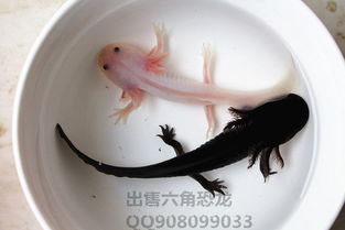 飼養(yǎng),注意事項(xiàng)