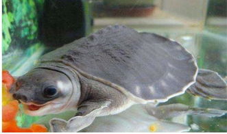 豬鼻龜入缸注意事項(xiàng)