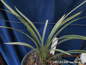 盆栽換盆注意事項(xiàng),茉莉花盆栽注意事項(xiàng),盆栽移植注意事項(xiàng)