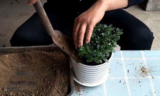 剛換土的花注意事項(xiàng)