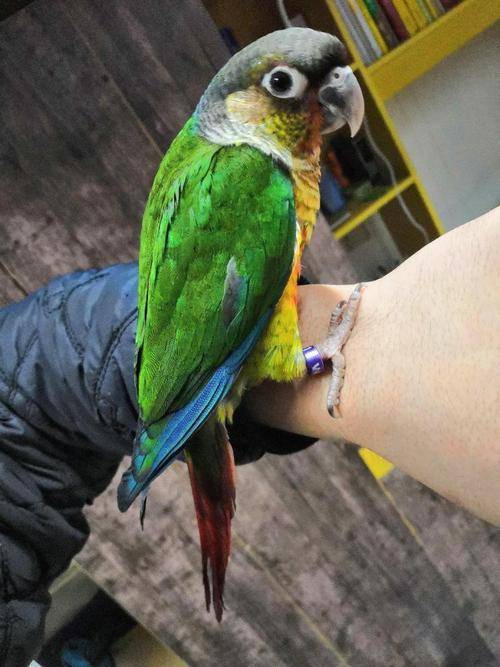 0天手養(yǎng)鸚鵡注意事項(xiàng),新手養(yǎng)鸚鵡的注意事項(xiàng),養(yǎng)亞歷山大鸚鵡的注意事項(xiàng)