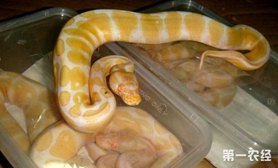 蛇斑瘡注意事項(xiàng),蛇門瘡注意事項(xiàng),蛇串瘡注意事項(xiàng)