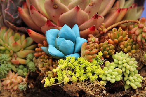 剛種的多肉注意事項