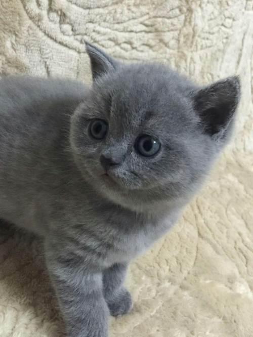 英短托運注意事項