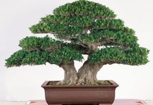 樹冰的養(yǎng)殖方法和注意事項,龍須樹的養(yǎng)殖方法和注意事項,綠寶樹的養(yǎng)殖方法和注意事項