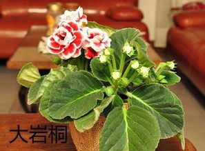 葉面,噴水,花卉,注意事項(xiàng)