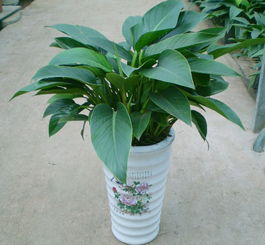 大葉金鉆的養(yǎng)殖方法和注意事項(xiàng),小金鉆的養(yǎng)殖方法和注意事項(xiàng),金鉆羅漢松的養(yǎng)殖方法和注意事項(xiàng)