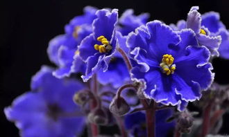 紫羅蘭,注意事項(xiàng)