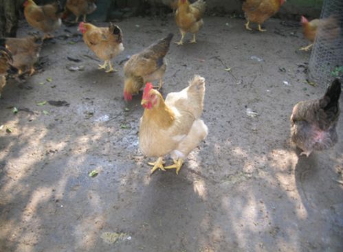 家禽,注意事項(xiàng)