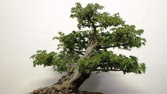 養(yǎng)殖,注意事項,玻璃,方法