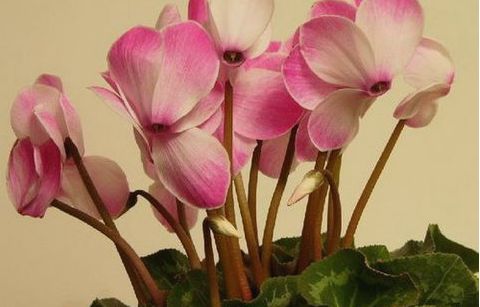 蟹爪仙客來的養(yǎng)殖方法和注意事項