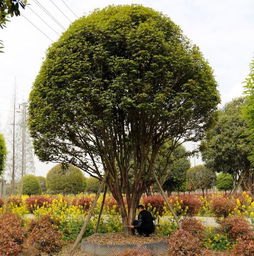 夏天樹木移栽注意事項