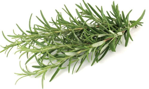 注意事項,迷迭香