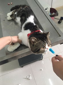 公貓去勢注意事項(xiàng)